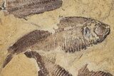 Fossil Fish (Gosiutichthys) Mortality Plate - Lake Gosiute #87805-3